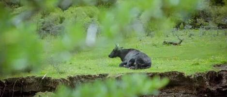 A black cow lying on a grassy field near a stream.