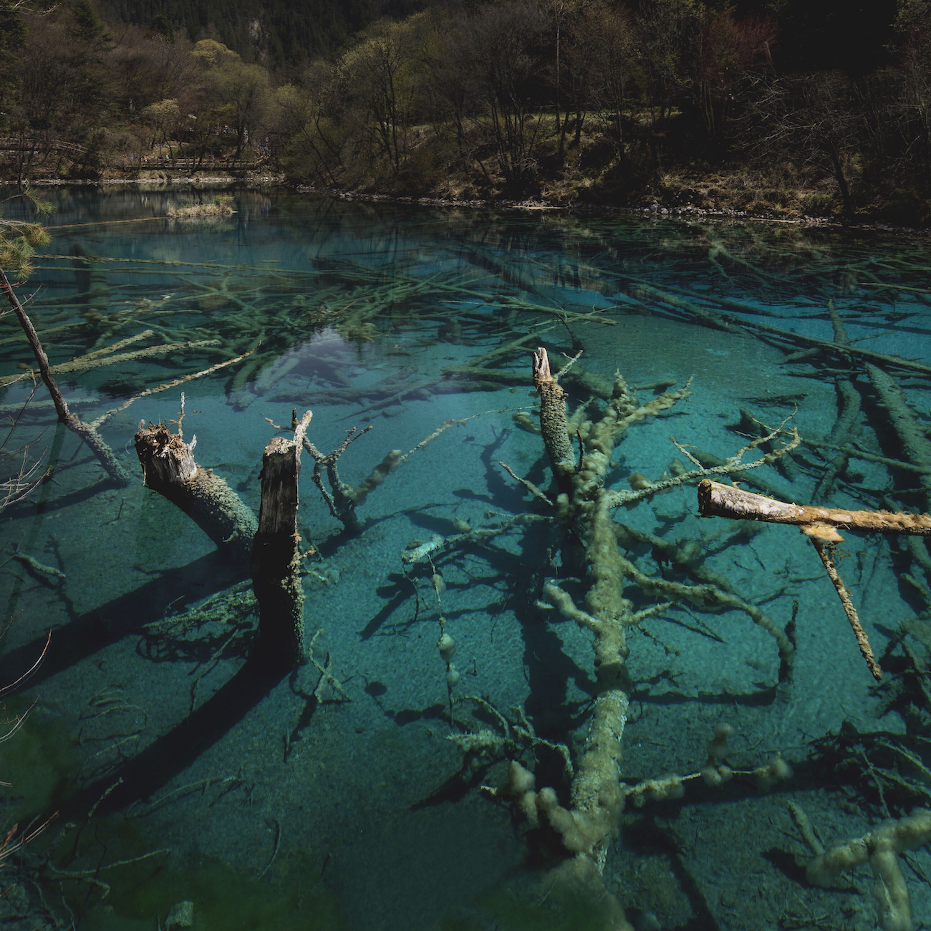 A clear view of a river with submerged trees and a forested background.