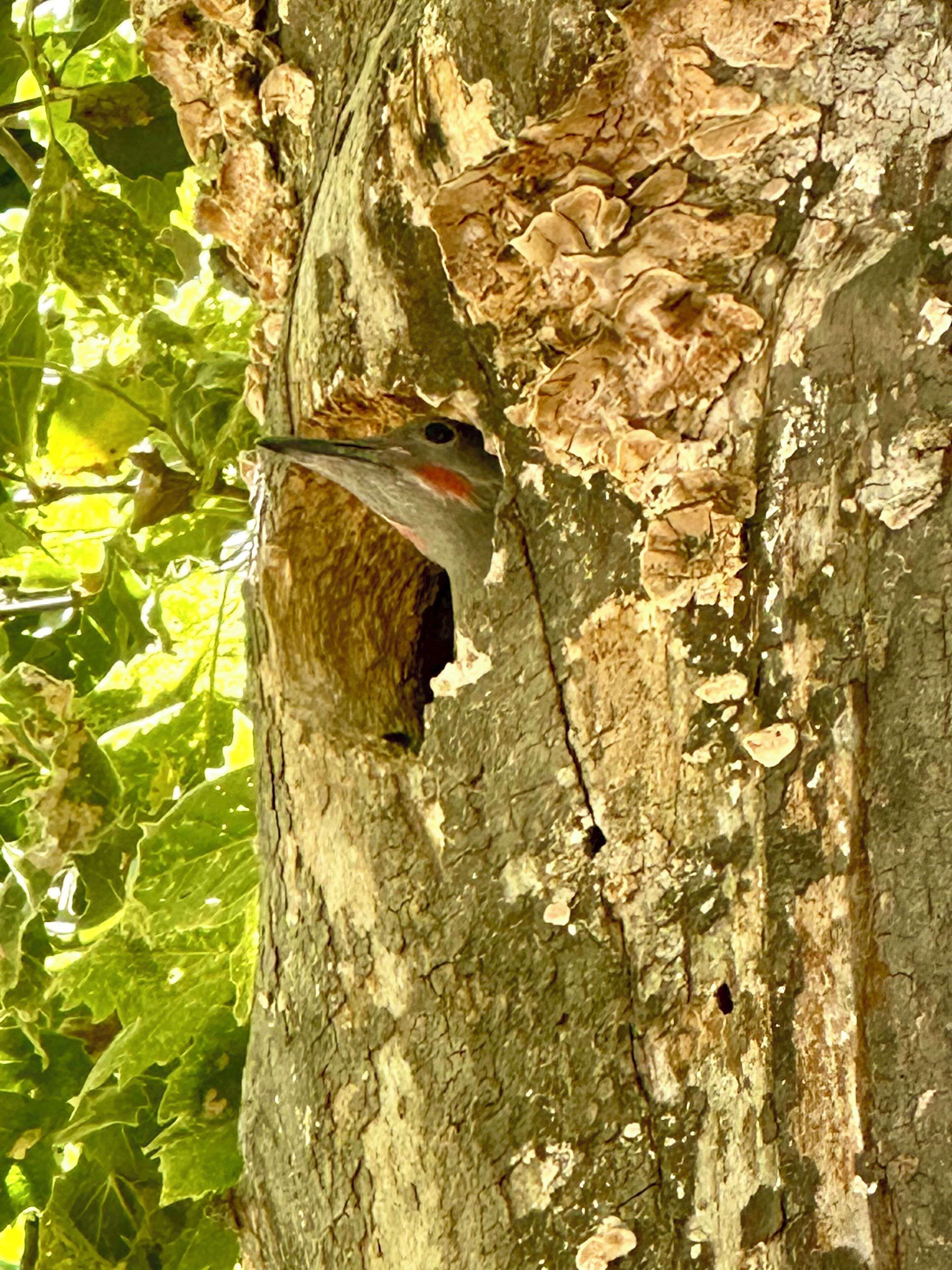 A bird perched on a tree trunk with peeling bark and green foliage in the background.