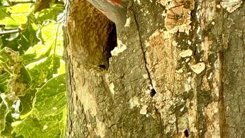 A bird perched on a tree trunk with peeling bark and green foliage in the background.