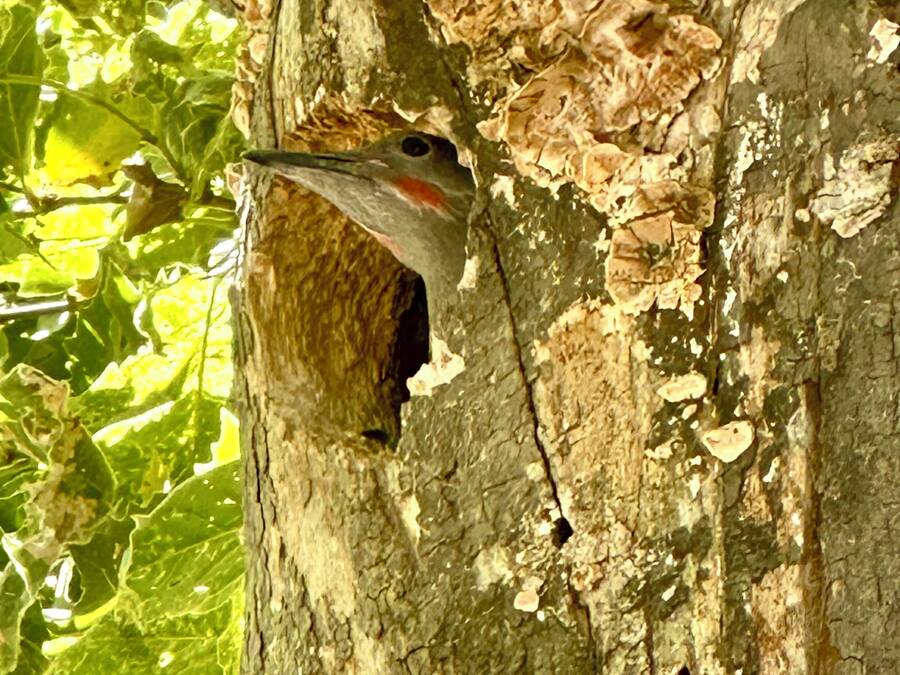 A bird perched on a tree trunk with peeling bark and green foliage in the background.