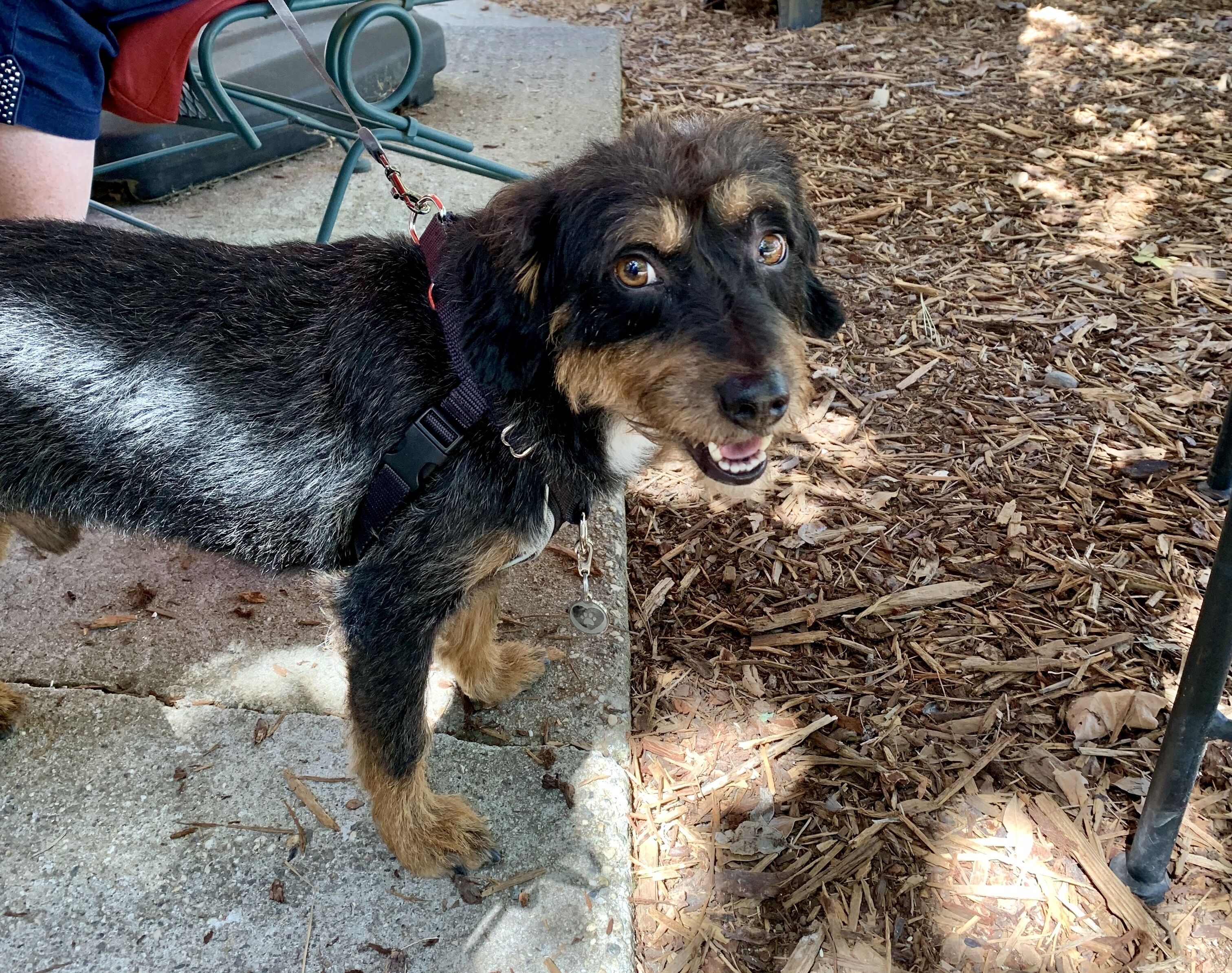 A dog standing on a concrete surface with mulch in the background.