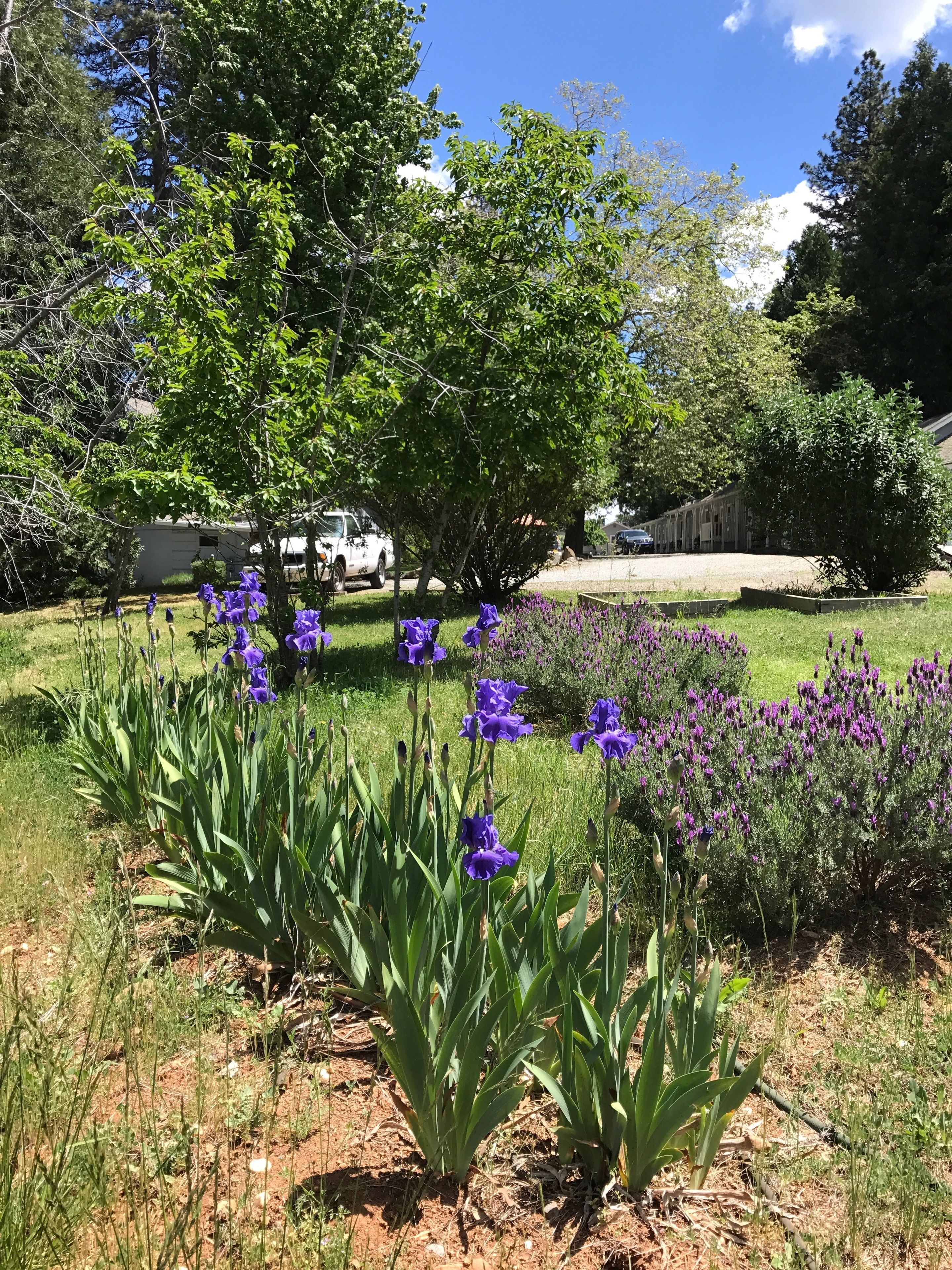 A garden with purple flowers and green trees.