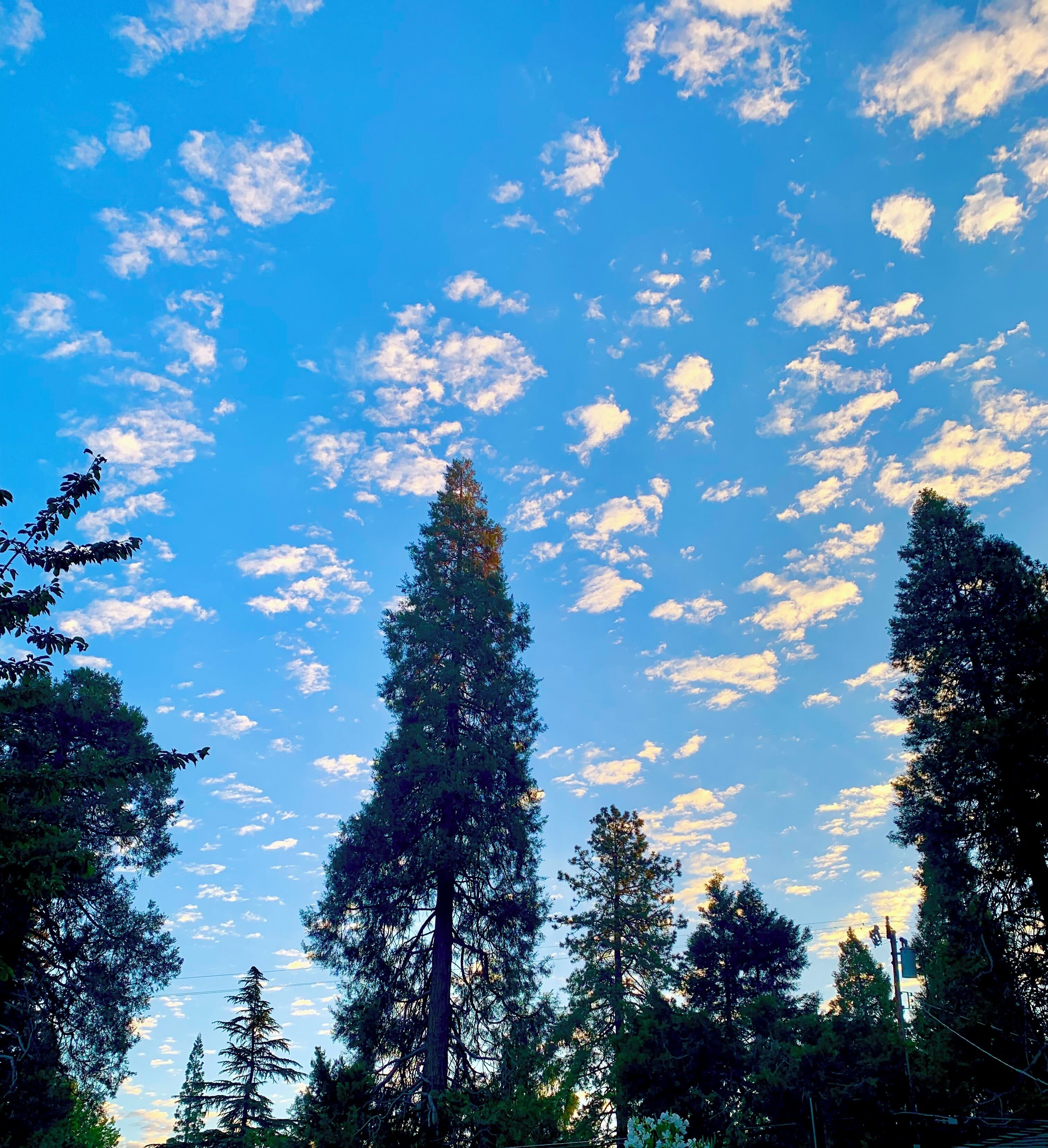A forest with tall trees and a clear blue sky with scattered clouds.