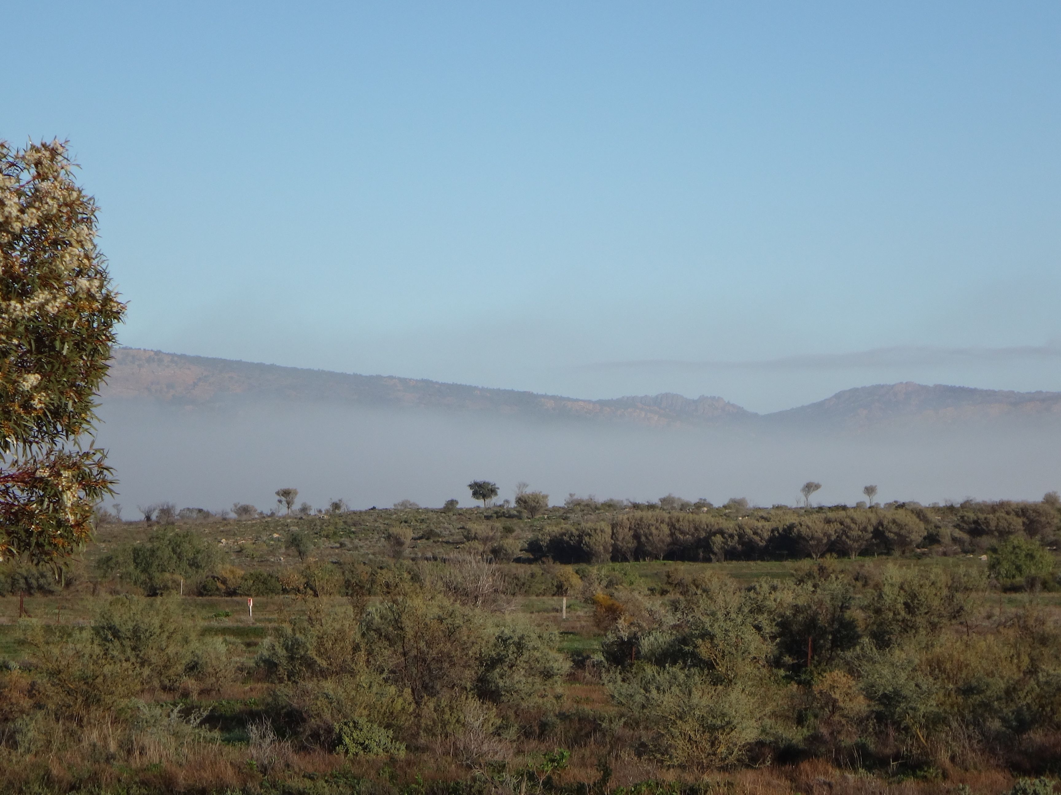 A landscape with a field of shrubs and trees, a clear sky, and distant hills.