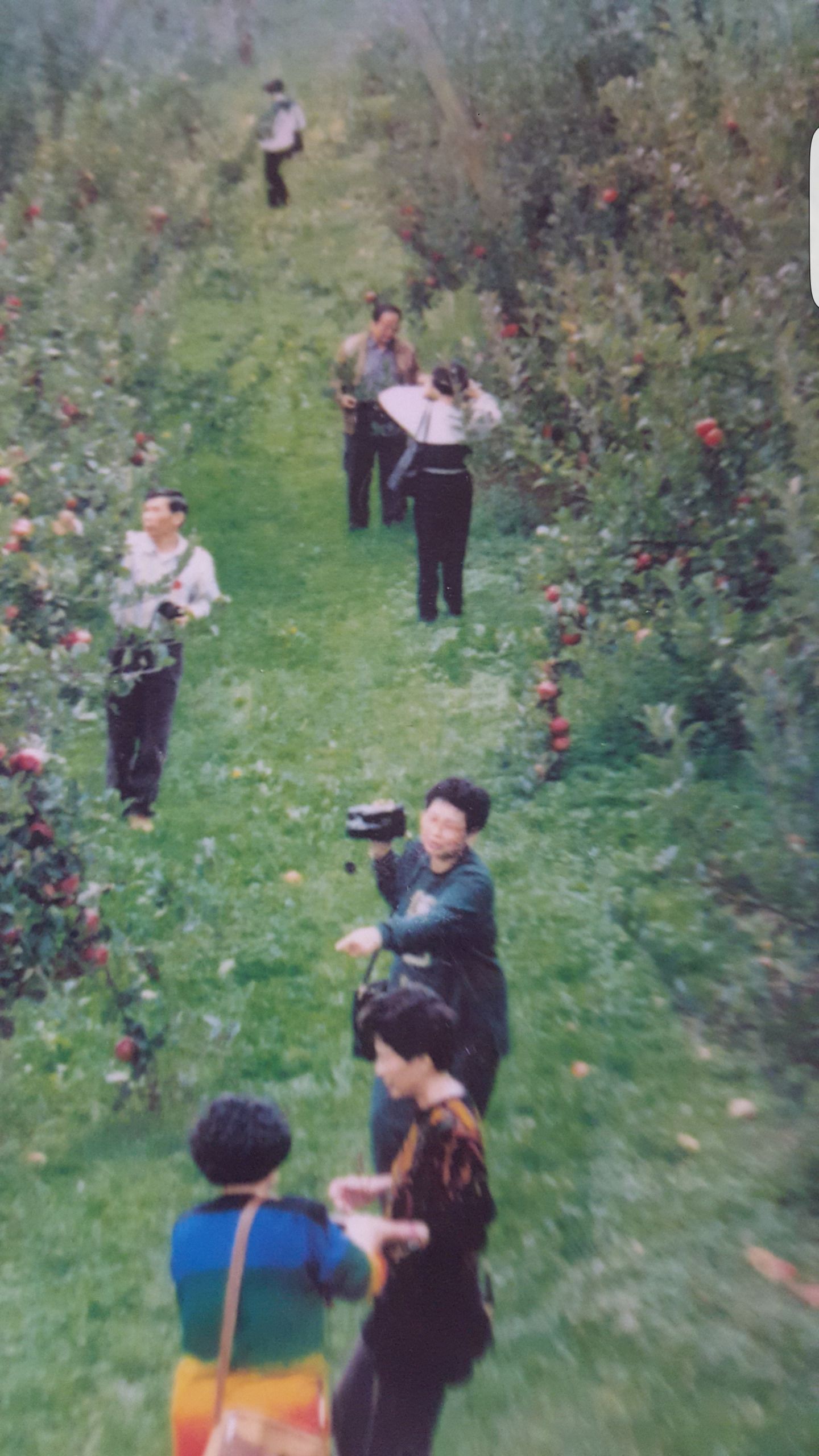 Um grupo de pessoas caminhando por um jardim com macieiras.