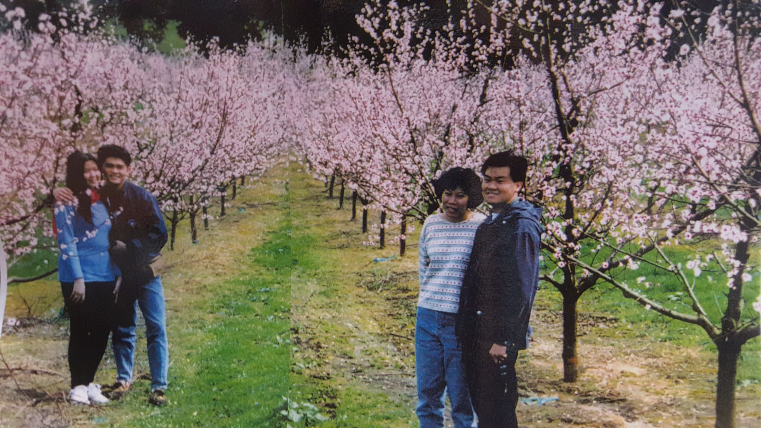 Un groupe de personnes se tient debout dans un verger de cerisiers en fleurs.