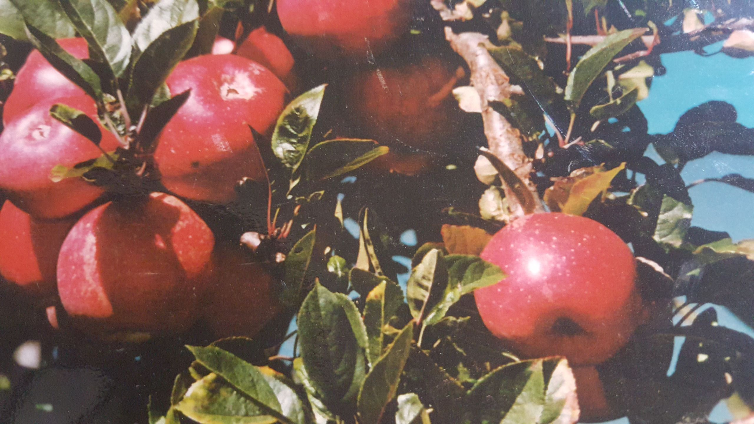 A close-up of red apples on a tree with green leaves.