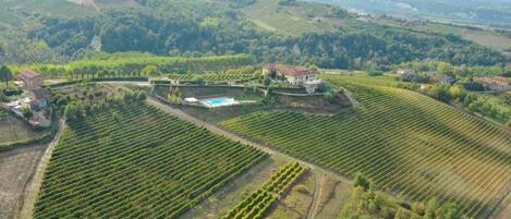 Un viñedo con hileras de vides, una piscina y una amplia casa de campo rodeada de exuberante vegetación y colinas ondulantes.