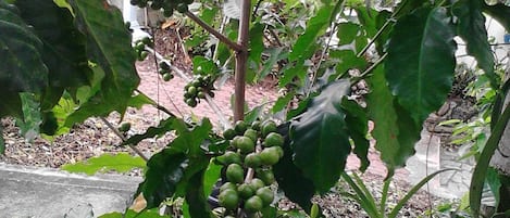 14-inch TV with satellite channels