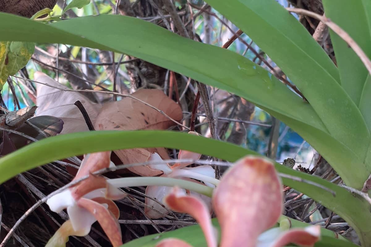 Primer plano de una planta con hojas verdes y flores blancas.