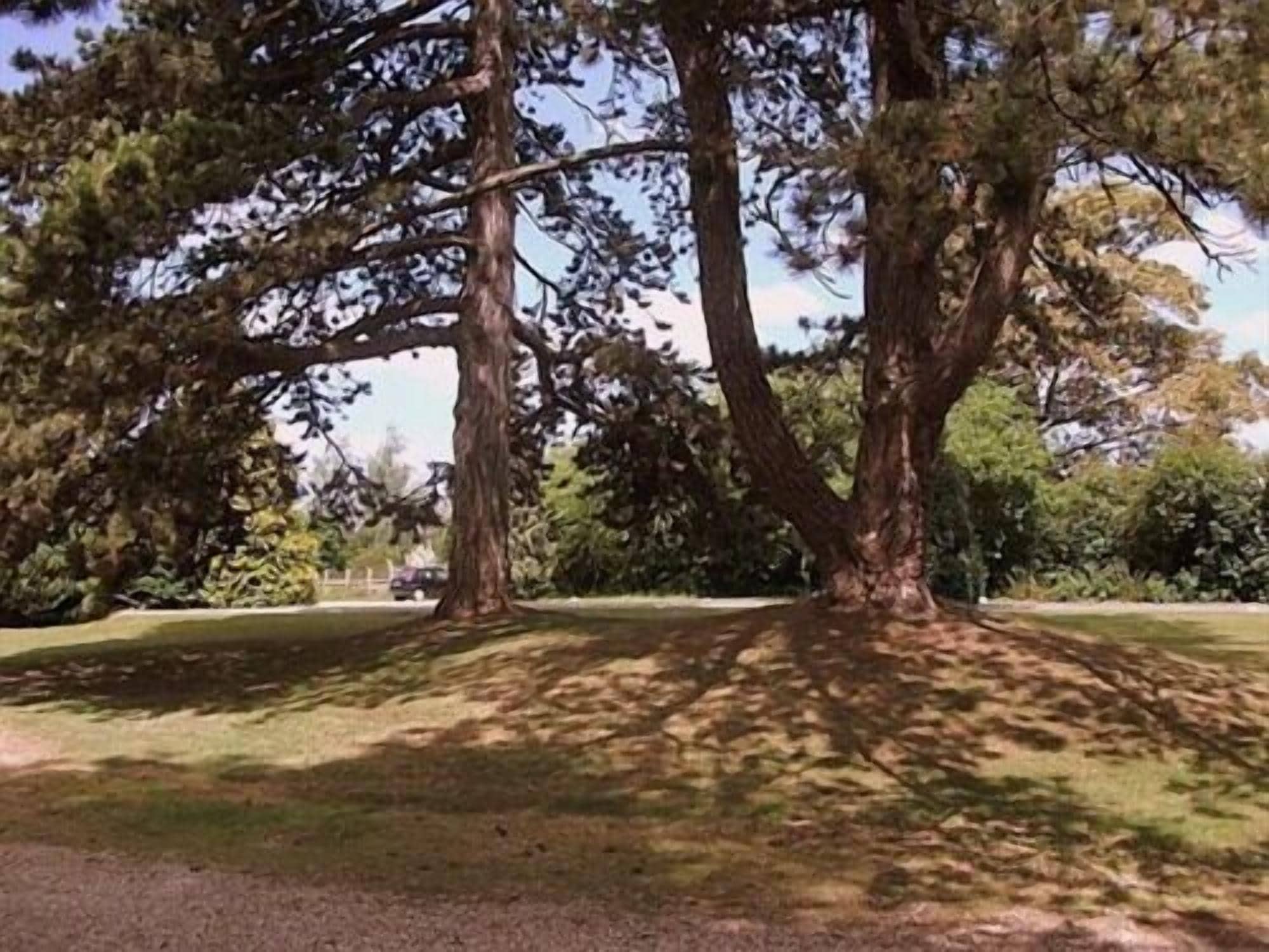 Un grand arbre, doté d’un tronc épais et d’un feuillage dense, situé dans un parc.