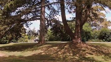 Un grand arbre, doté d’un tronc épais et d’un feuillage dense, situé dans un parc.