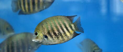 A fish swimming in clear blue water.