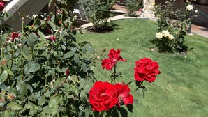 A courtyard with a staircase leading to a building, surrounded by lush greenery and blooming roses. - Premier Inns Thousand Oaks (Thousand Oaks)