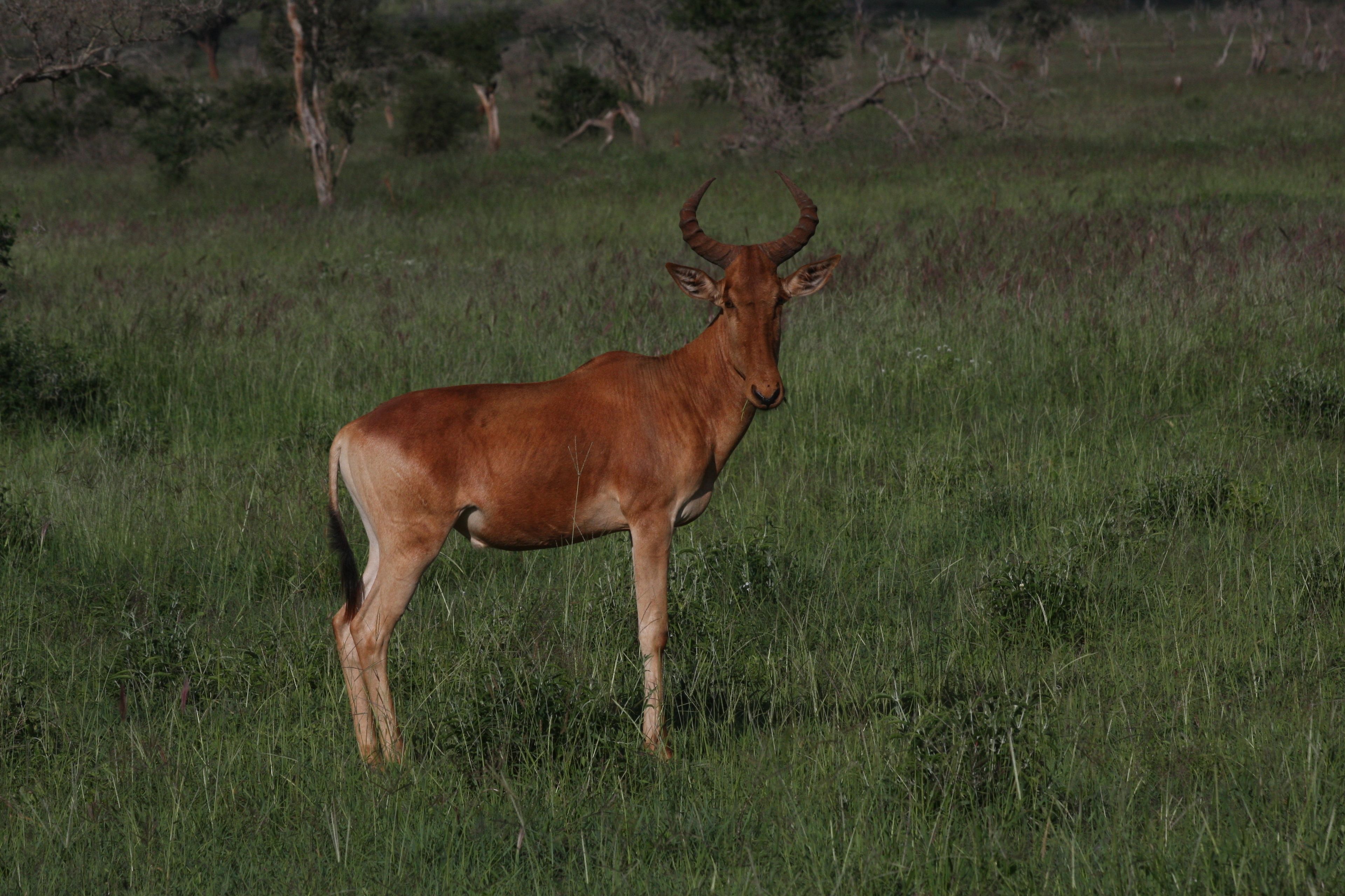 A single deer standing in a grassy field.