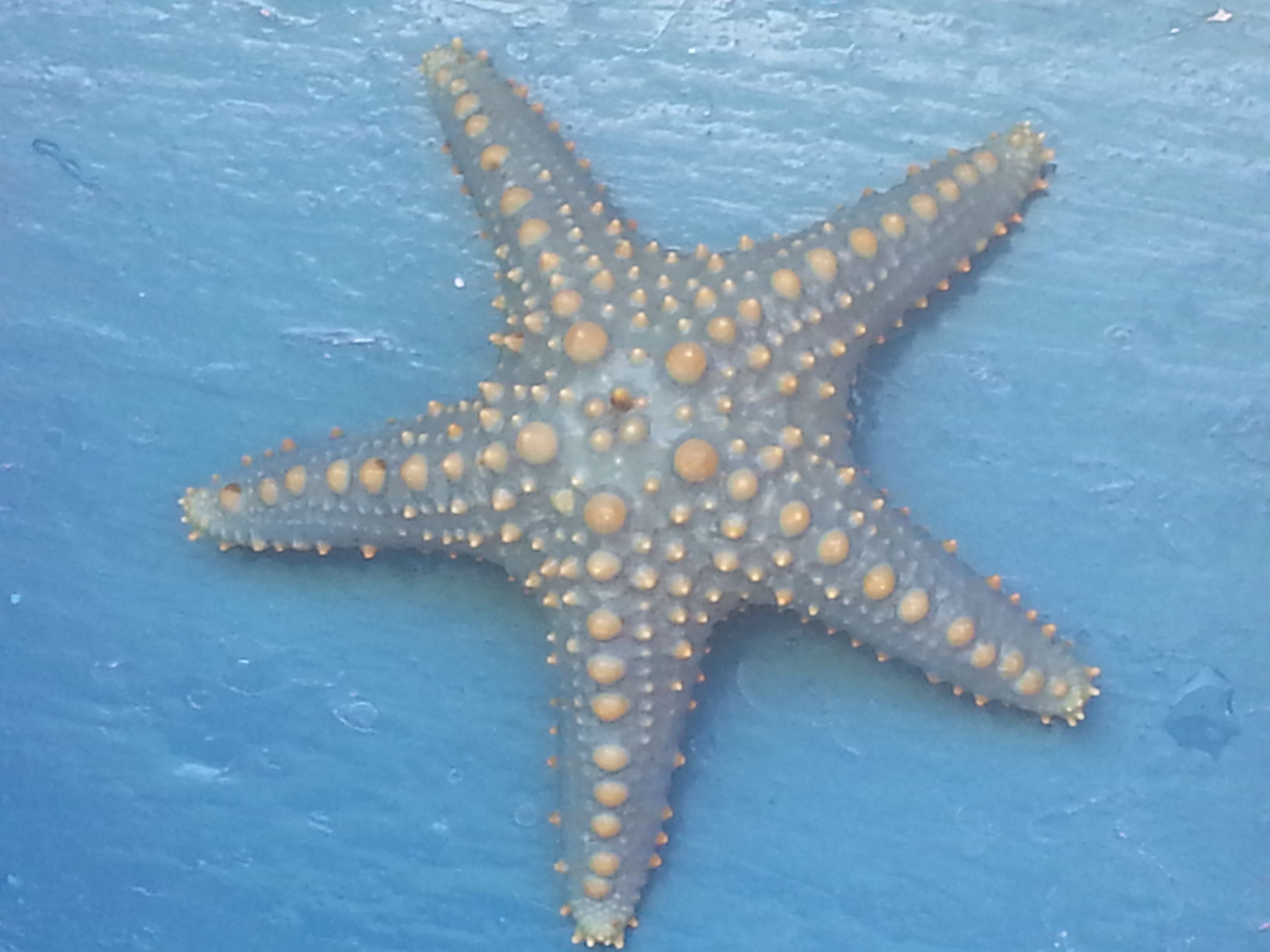 A starfish with numerous small, round, orange-tipped protrusions on a blue background.