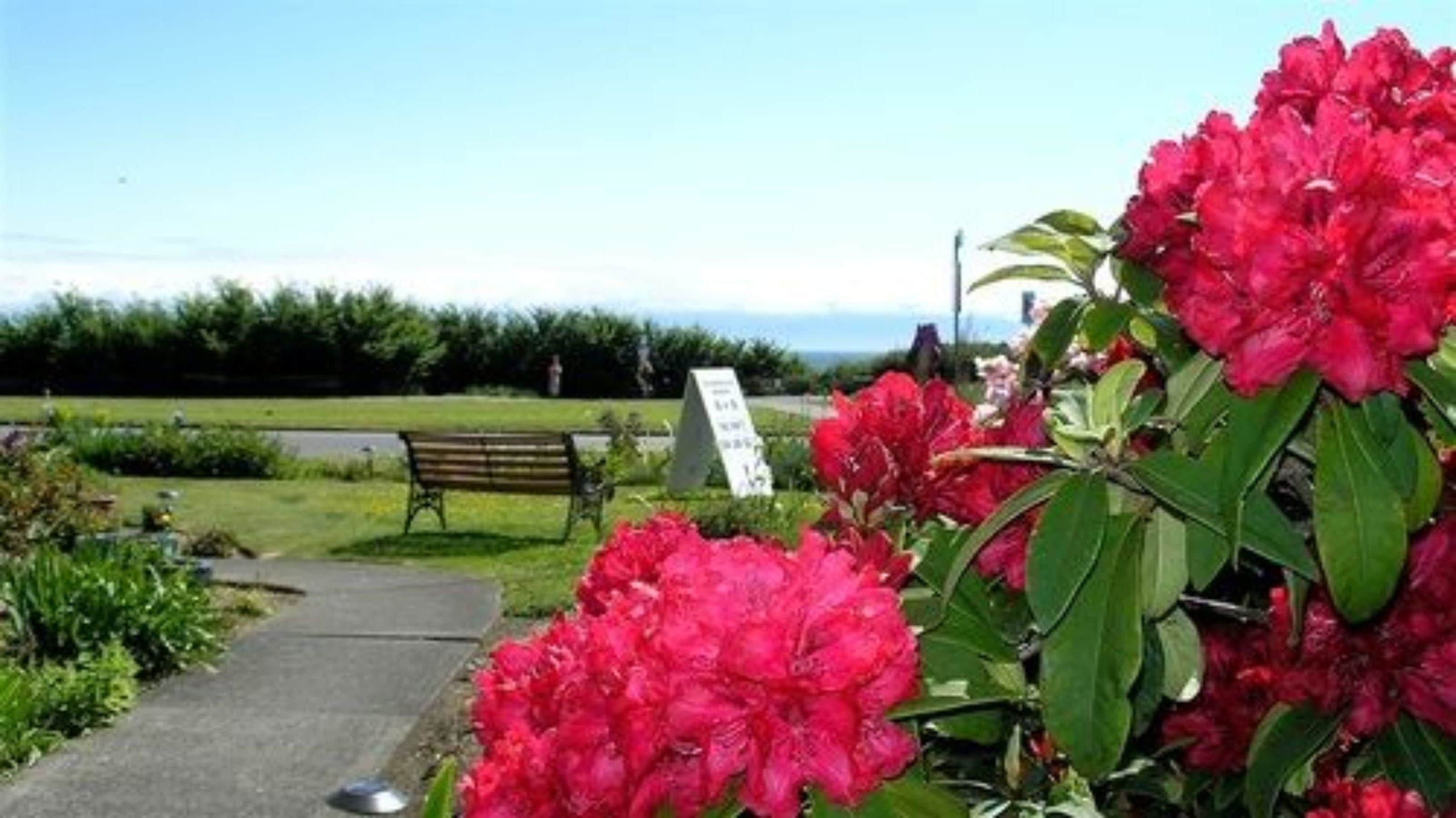 Un parc avec un banc, un panneau et des fleurs roses en pleine floraison.