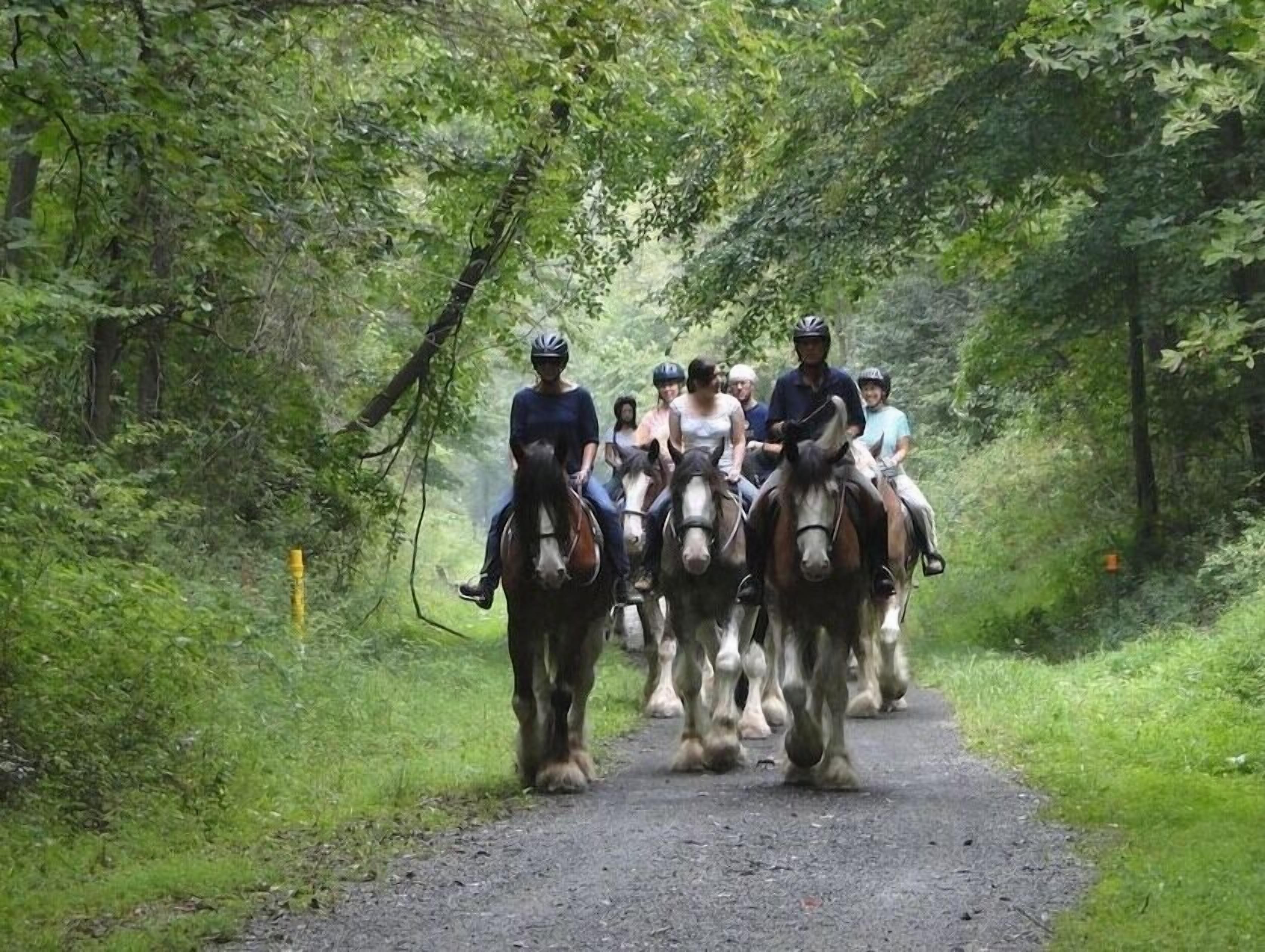 A group of people riding horses on a narrow, tree-lined path.