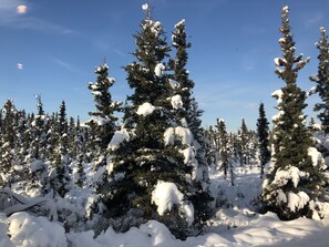 A snowy forest with tall evergreen trees. - Aurora Denali Lodge (Healy)