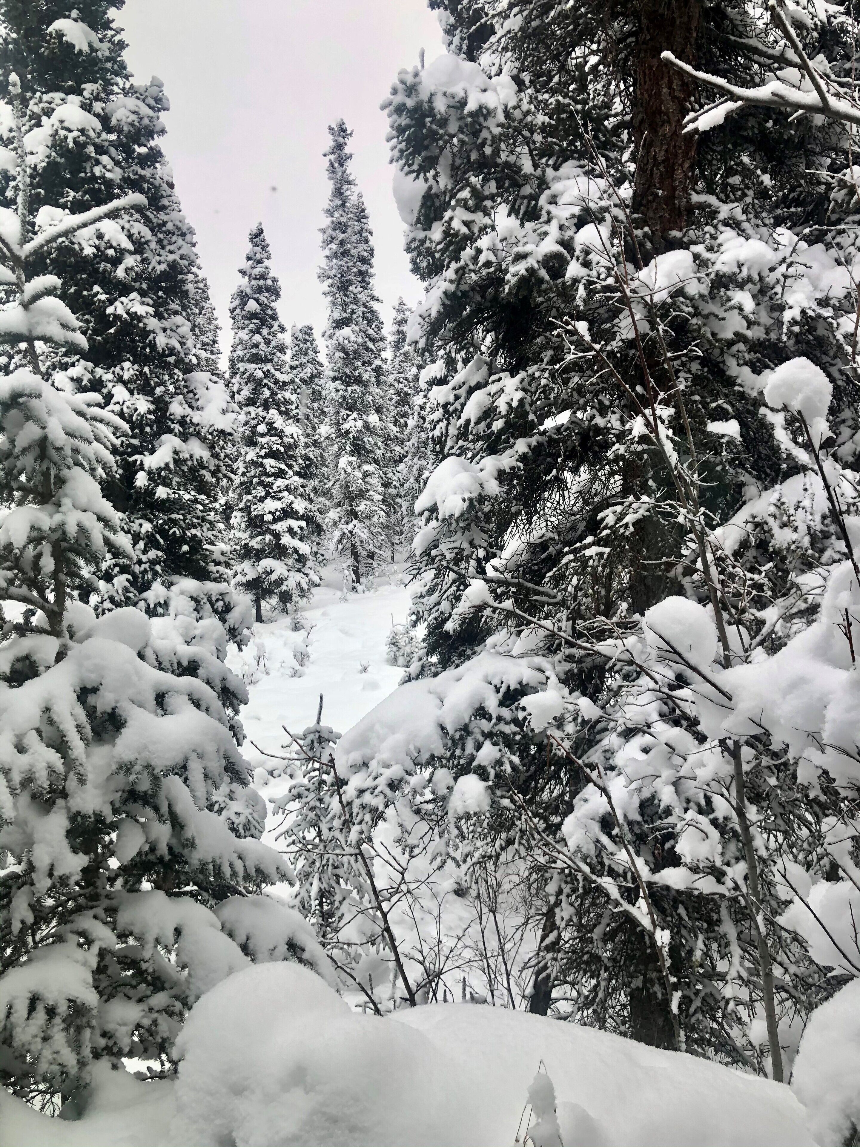 Un bosque denso con altos árboles de hoja perenne cubiertos de nieve.