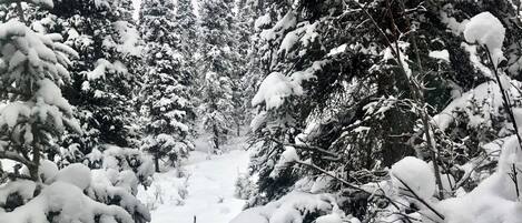 Un bosque denso con altos árboles de hoja perenne cubiertos de nieve.