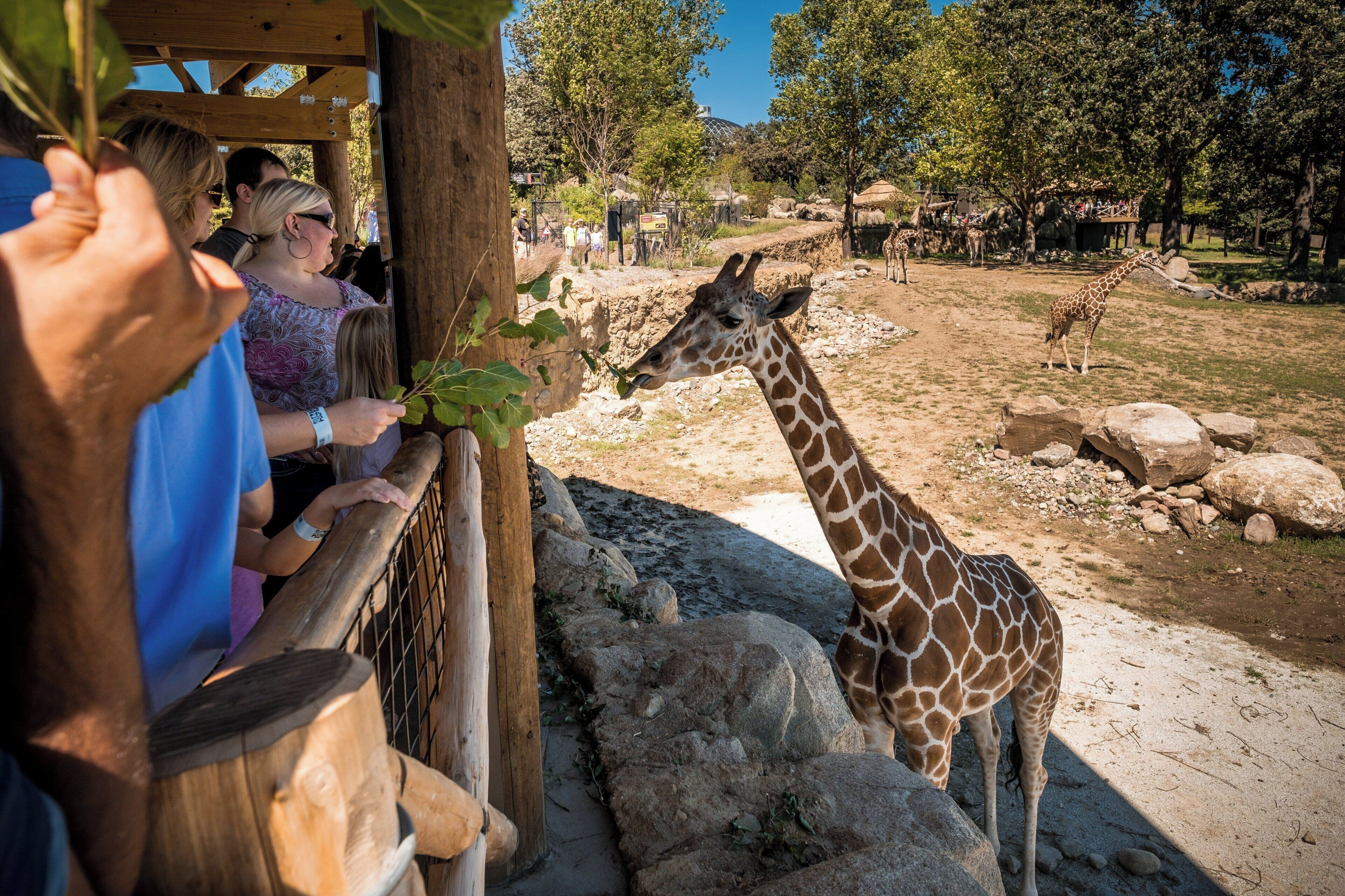 Une plateforme d’observation en bois où les visiteurs peuvent admirer les girafes dans un enclos.