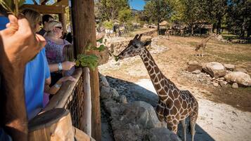 Une plateforme d’observation en bois où les visiteurs peuvent admirer les girafes dans un enclos.