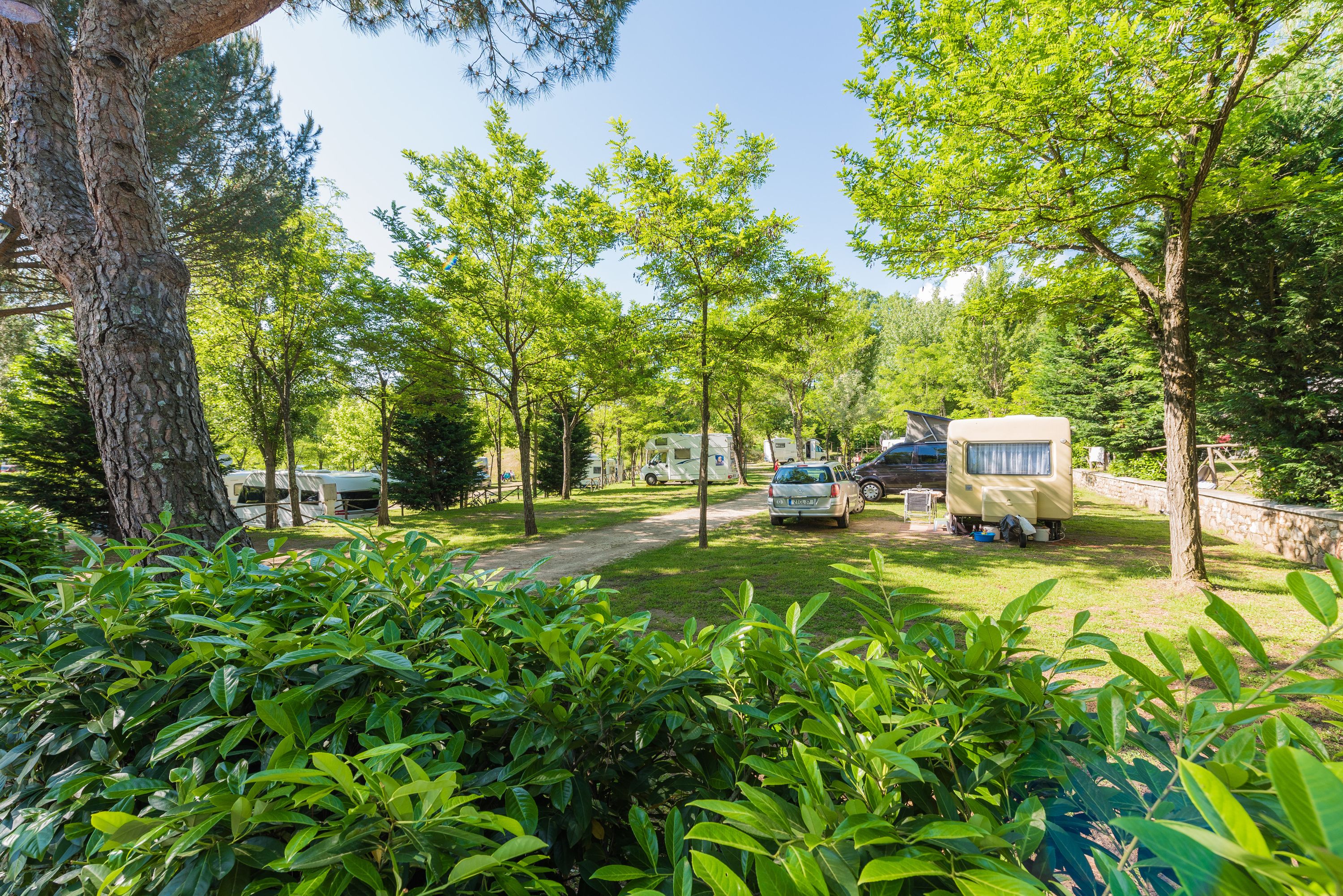 Un camping con vehículos recreativos estacionados entre árboles, un camino de tierra y abundante vegetación.