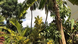 Un exuberante jardín con palmeras de plátano y diversas plantas tropicales.