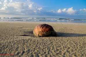 Toalhas de praia