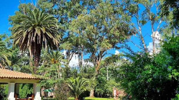Ein üppiger Garten mit verschiedenen Bäumen, einer Laube und wolkenlosem, blauem Himmel.
