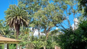 Ein Garten mit einem Gazebo, Palmen und verschiedenen Sträuchern.