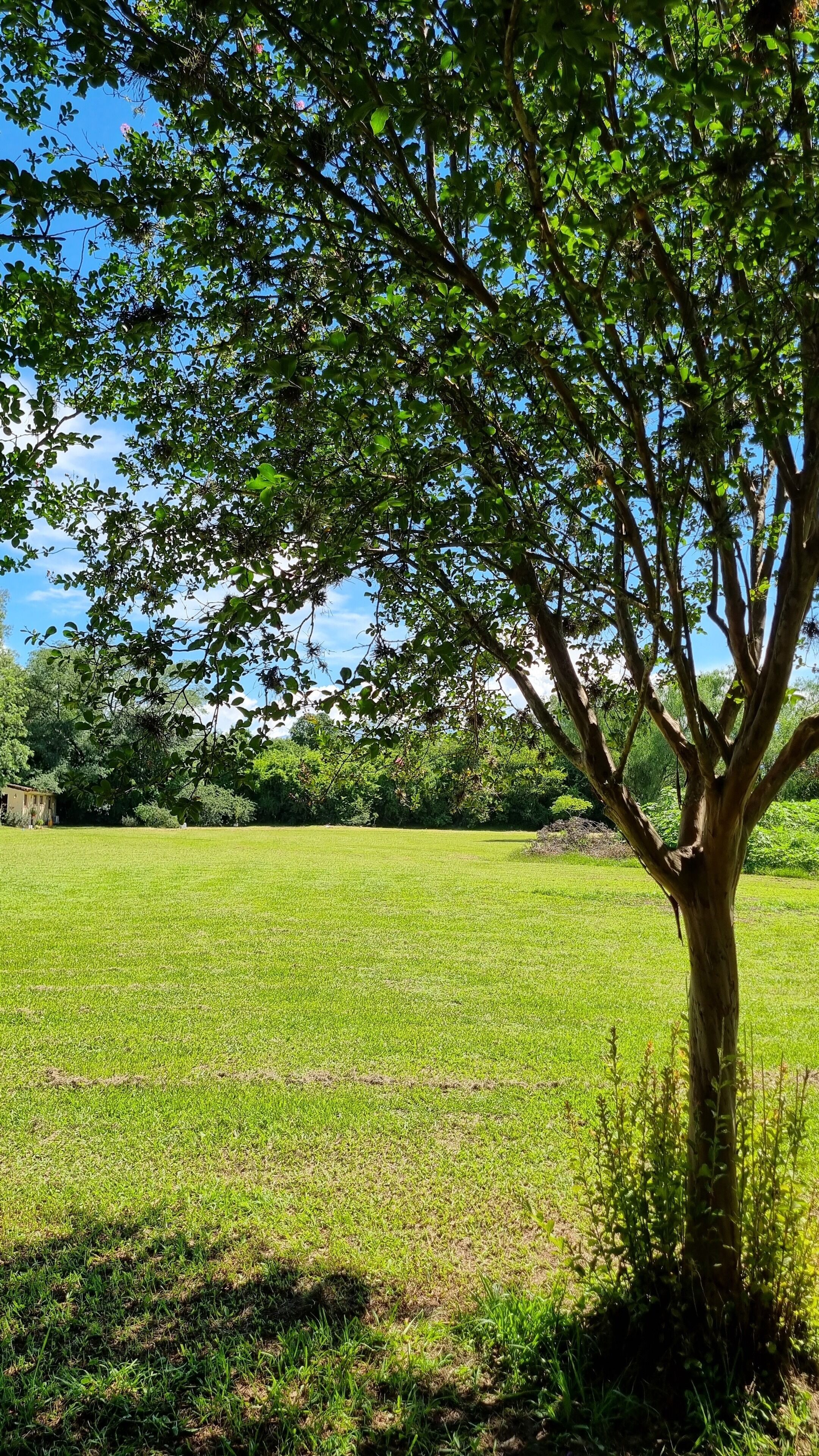 Ein von Bäumen gesäumtes, grasbewachsenes Feld unter blauem Himmel.
