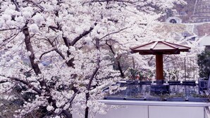 Un portail torii japonais traditionnel, avec un cerisier en fleurs au premier plan.