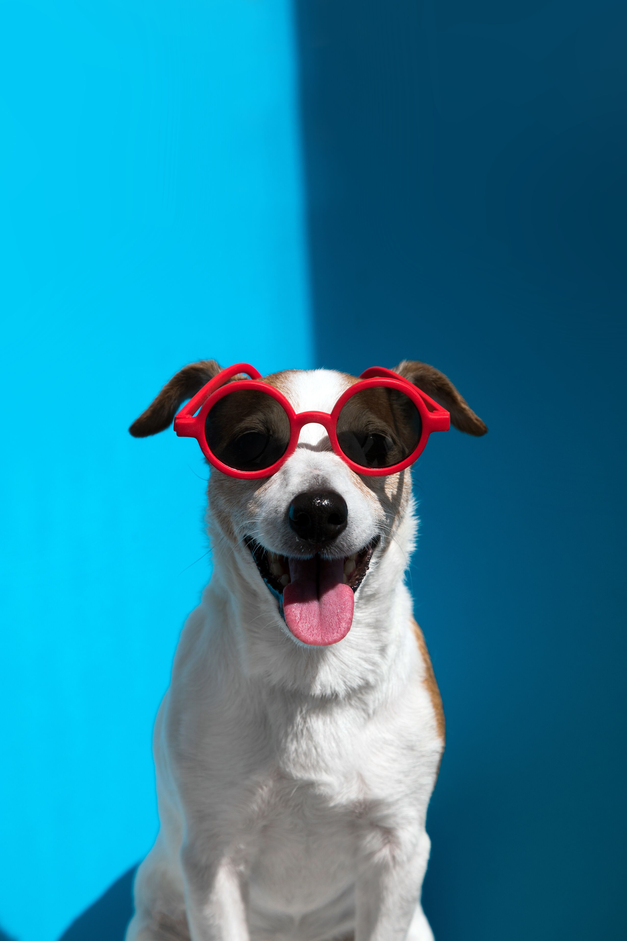 Um cão usando óculos de sol vermelhos sobre um fundo azul.