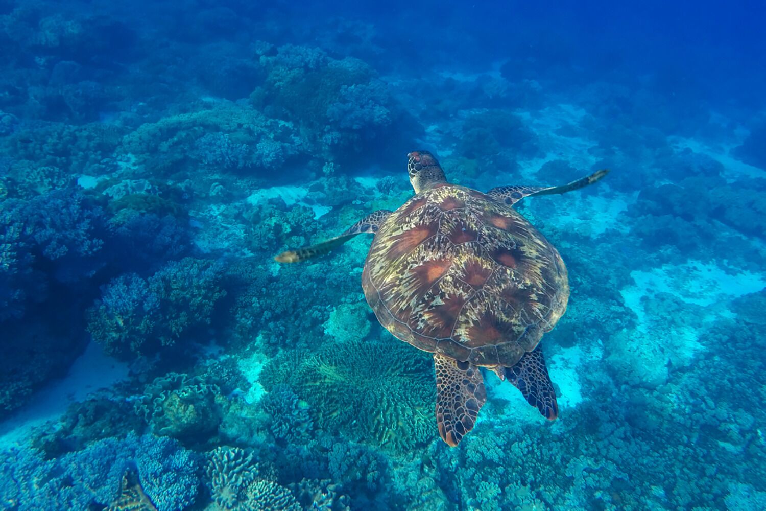 A sea turtle swimming in clear blue water with coral reefs in the background.