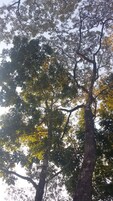 A view of tall trees with dense foliage.