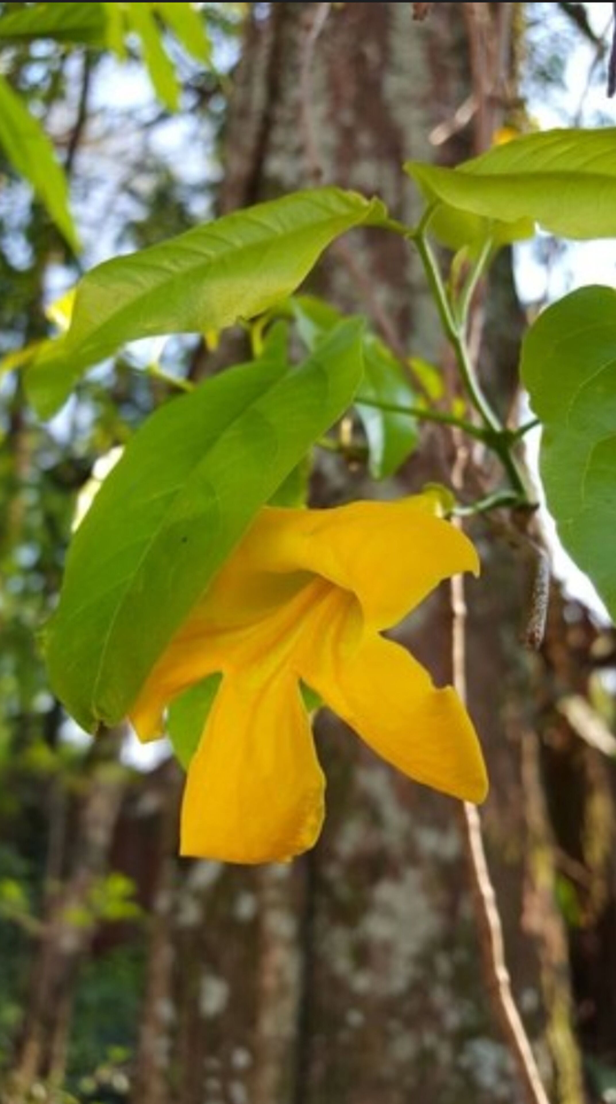 A yellow flower with green leaves against a blurred background of trees.