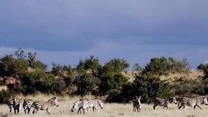 A group of zebras in a natural landscape with trees and shrubs. - Otterskloof Private Game Reserve (Kopanong)