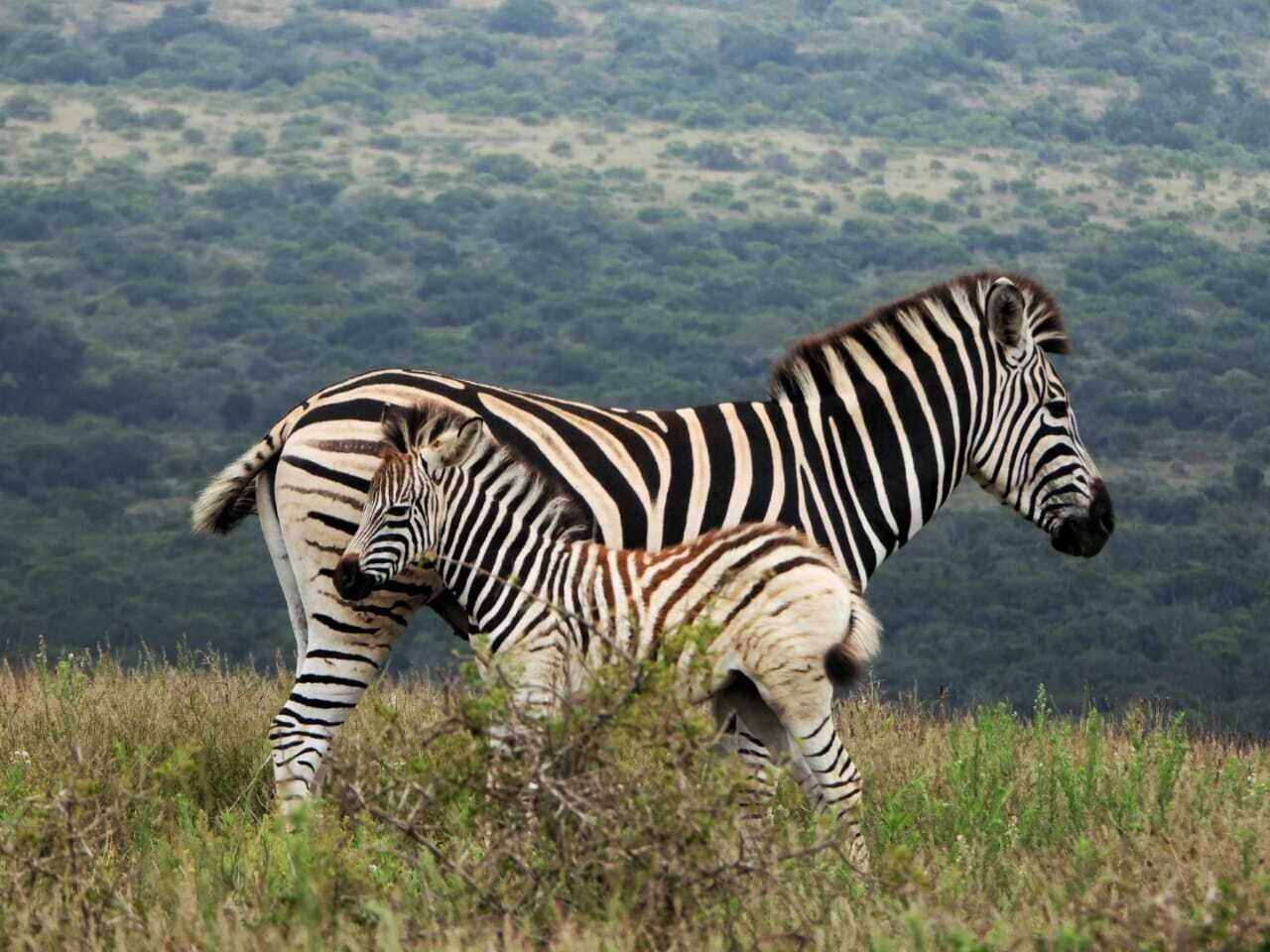 A zebra and a foal in a grassy field with a hilly landscape in the background.