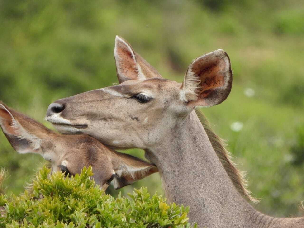 A giraffe grazing in a natural setting.