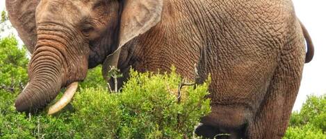 An elephant in a natural setting with dense green foliage.