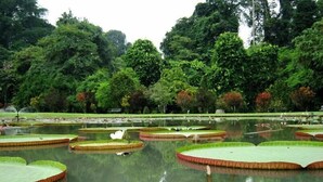 Un estanque tranquilo con nenúfares y un cisne, rodeado de vegetación exuberante y árboles.