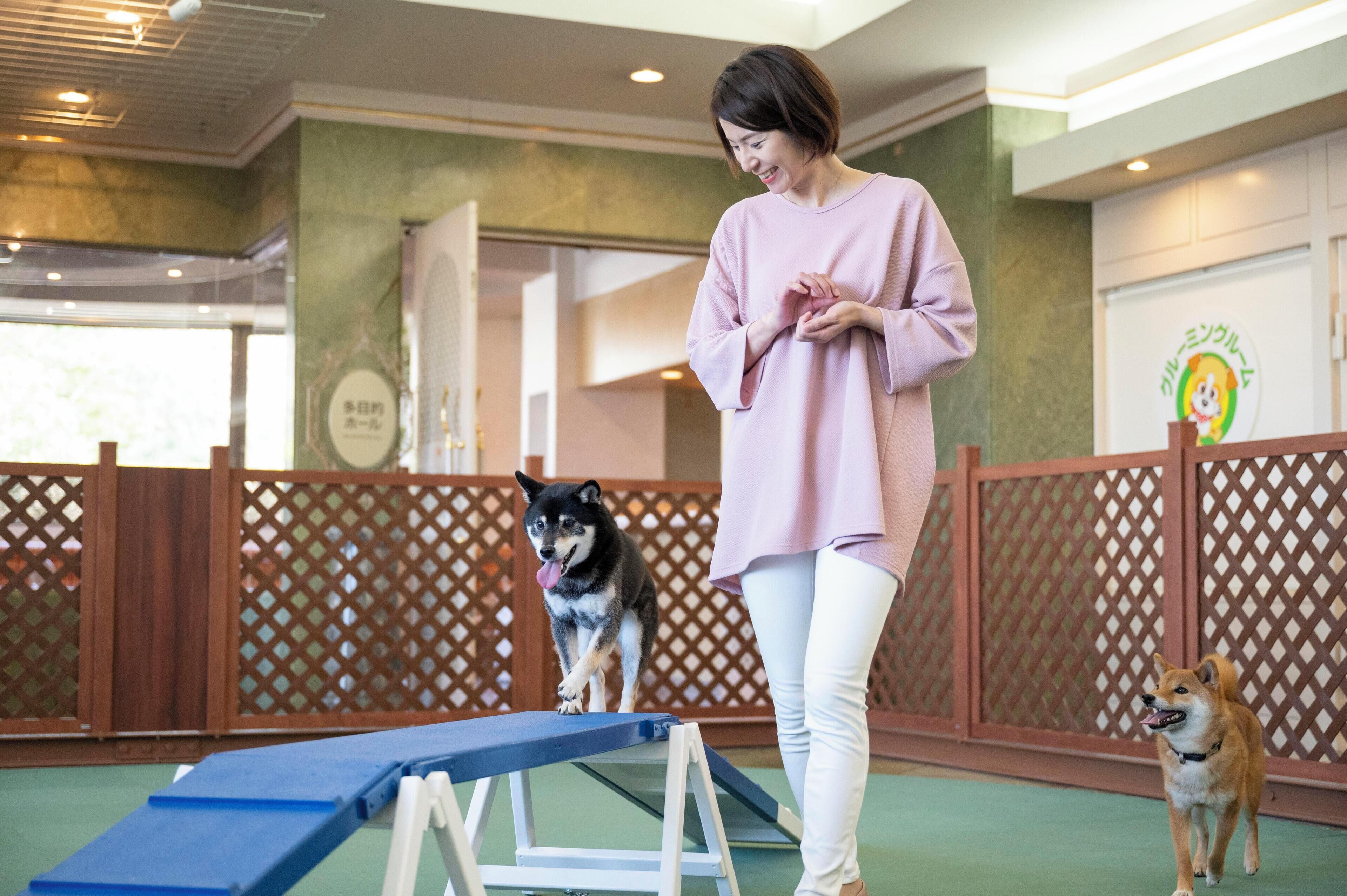 A person standing next to a dog on a blue ramp in an indoor setting with wooden lattice partitions and a green floor.