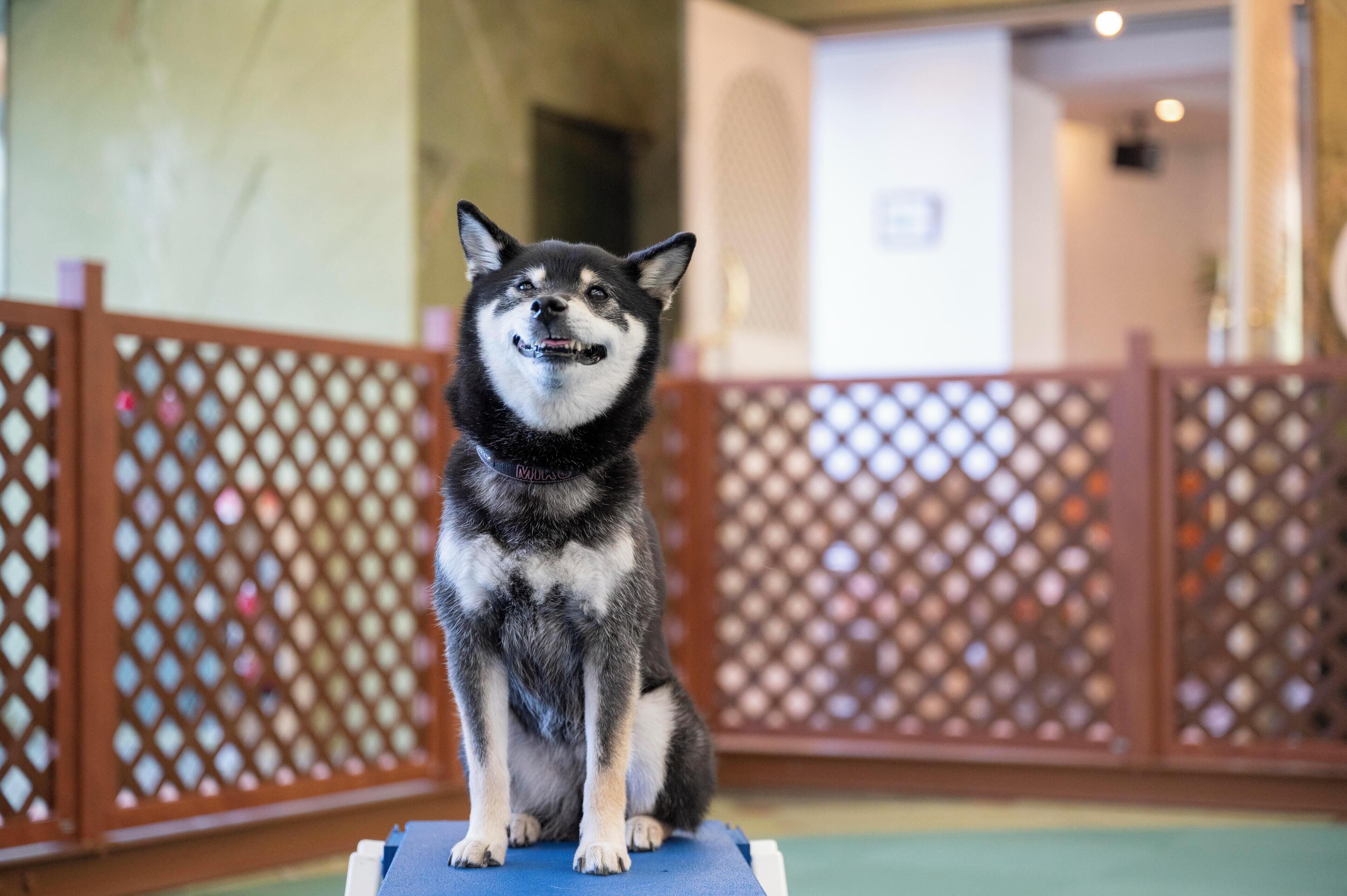 内装