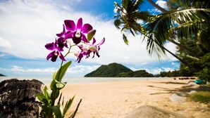 A beach with a purple orchid in the foreground, palm trees, and a clear sky. - Villa Manipura (Ko Chang)