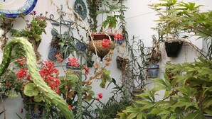 A wall with various hanging planters and plants, including a large cactus and flowering plants. - Pensión Landazuri (Granada)