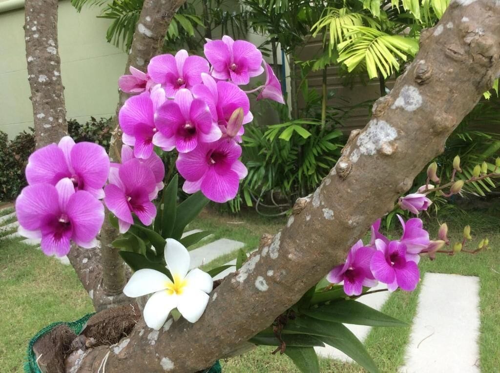 Een tuin met paarse orchideeën en een witte bloem op een boom.