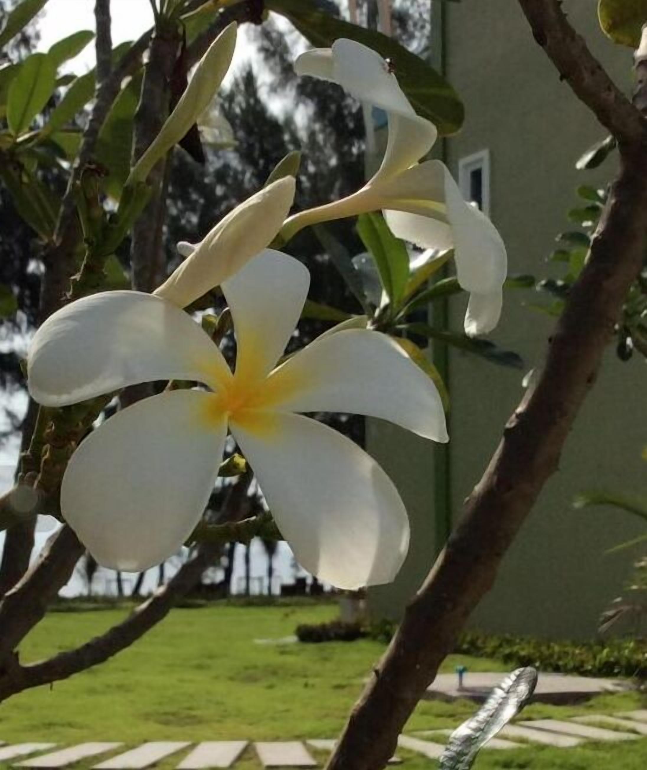 Una flor blanca con centro amarillo, probablemente una gardenia, en una rama de árbol.